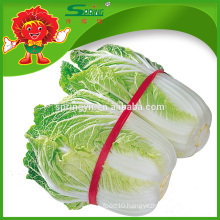 Healthy chinese long leafy cabbage